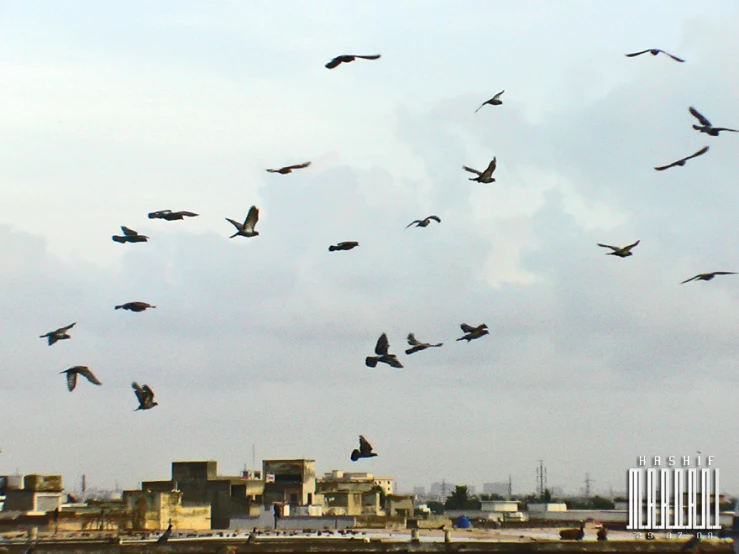 a flock of birds flying in the sky with buildings