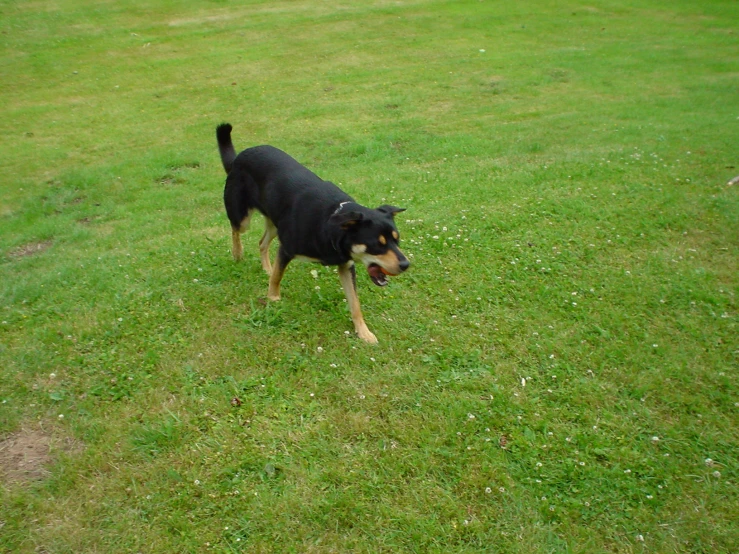 a black and brown dog standing on top of a lush green field