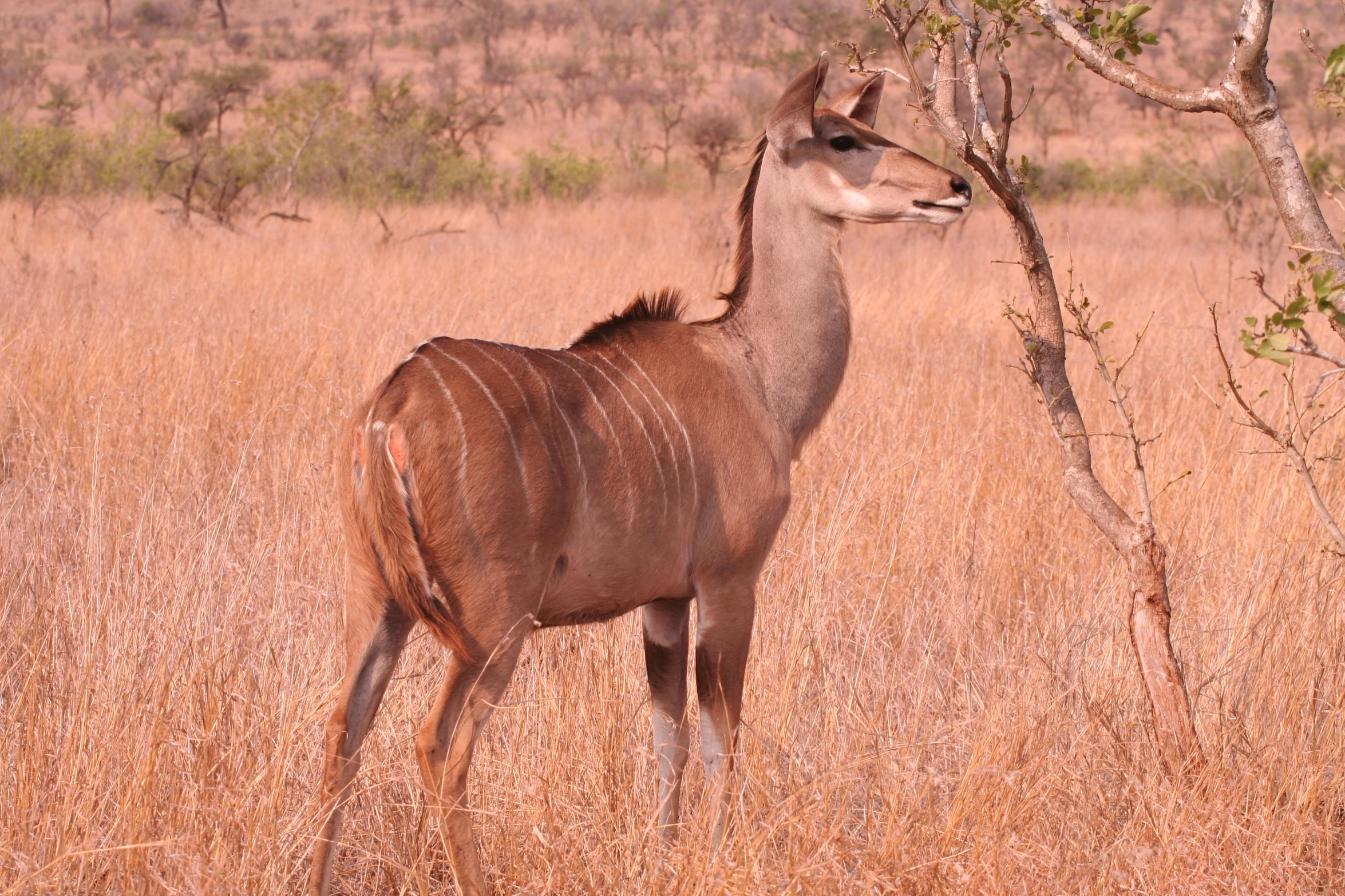 a deer standing in an open field with dry grass