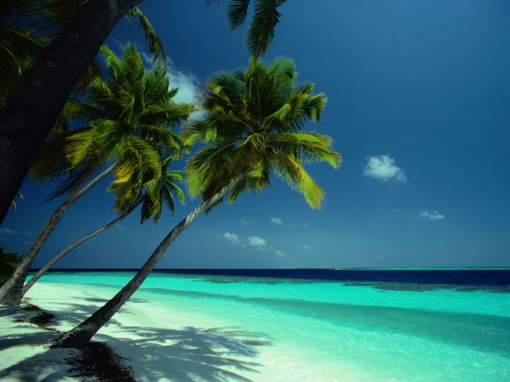 palm trees are on the sand and blue water
