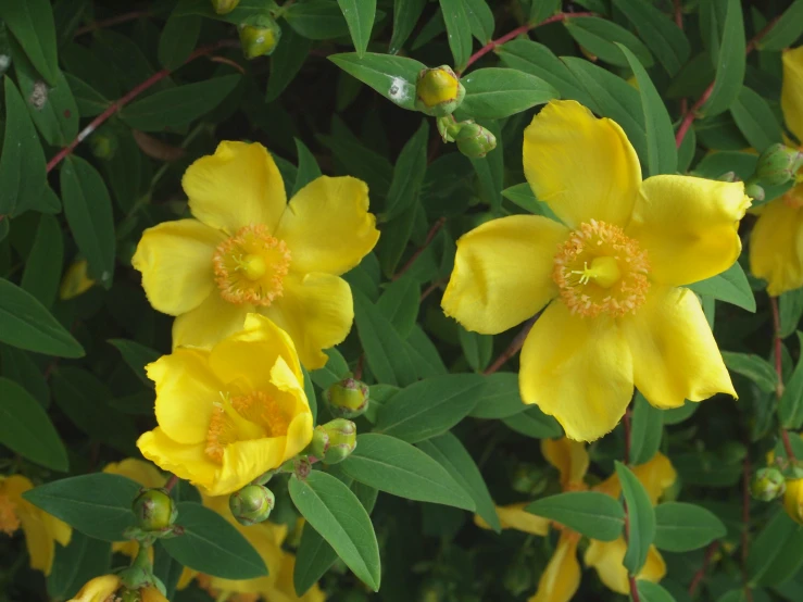 flowers with green leaves are growing together