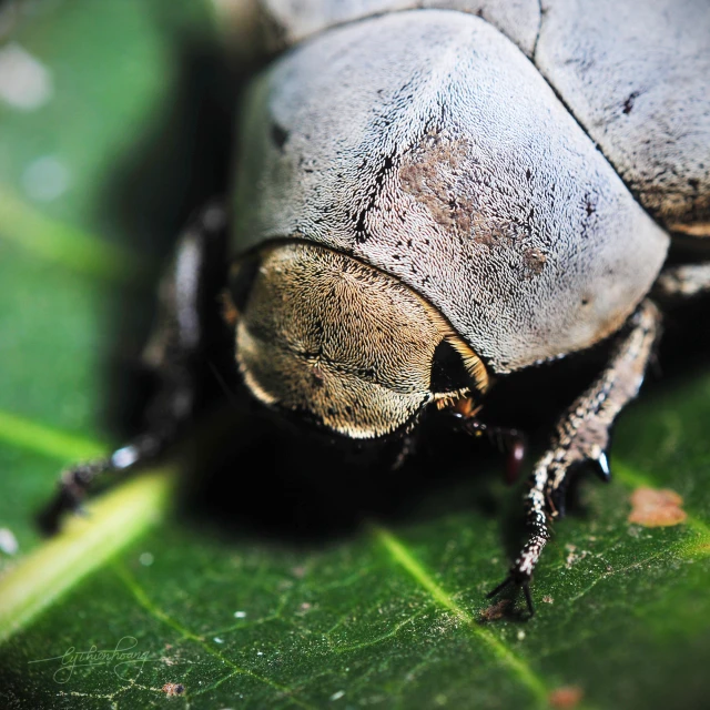 a bug with small black eyes on top of a green leaf