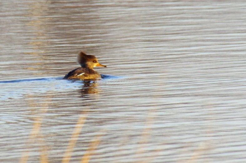 two birds swimming on the top of a body of water