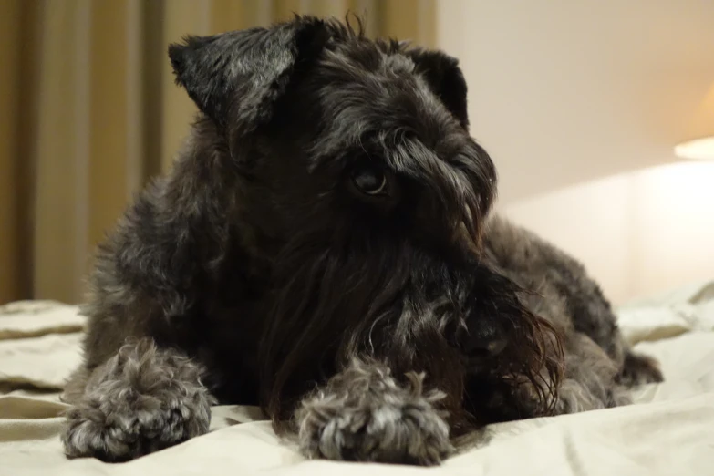 a small black dog laying on top of a bed