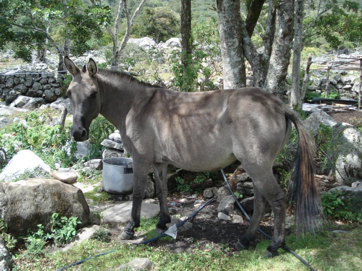 a small horse standing next to some rocks