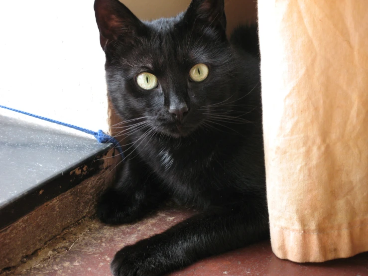 black cat with green eyes laying by the window