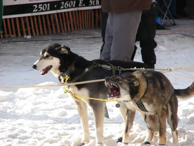 two dogs are pulling people on a sled