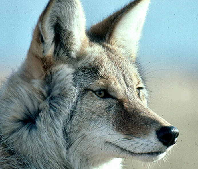 an animal with a face of grey color