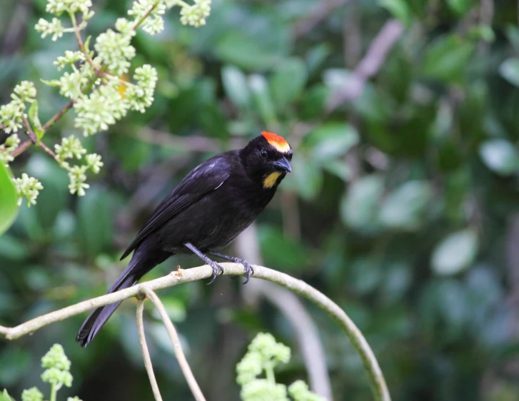 the black bird is standing on the nch of the tree