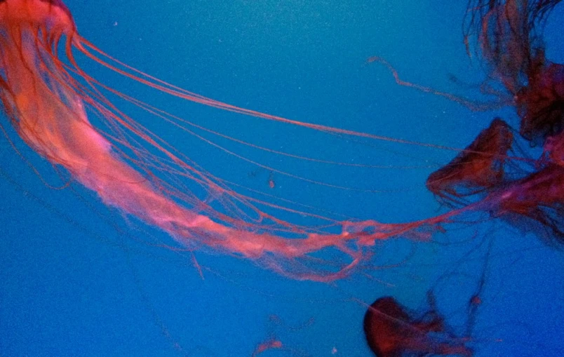 an orange and red jellyfish floating in water