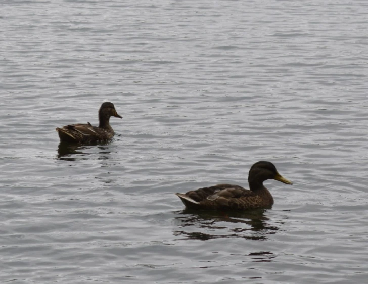 a couple of ducks swimming in a body of water