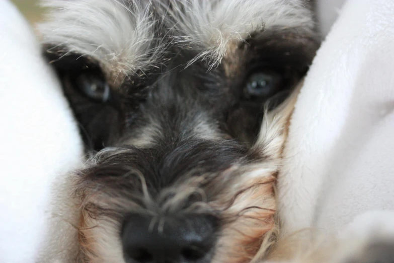 a dog covered with a blanket looks at the camera