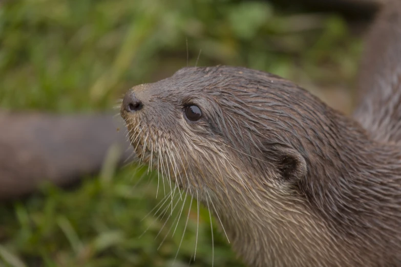 a close up of the head and shoulders of a brown animal