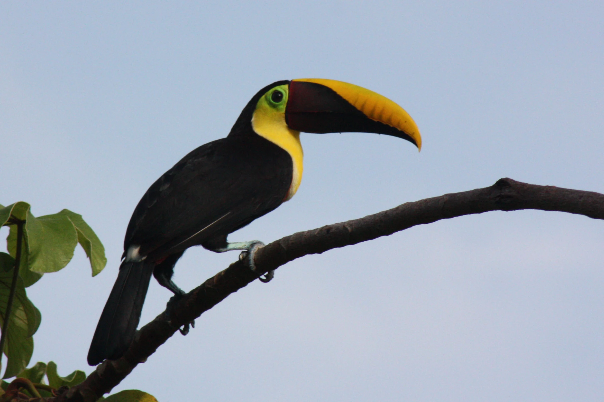 a large bird with a yellow neck perches on a nch