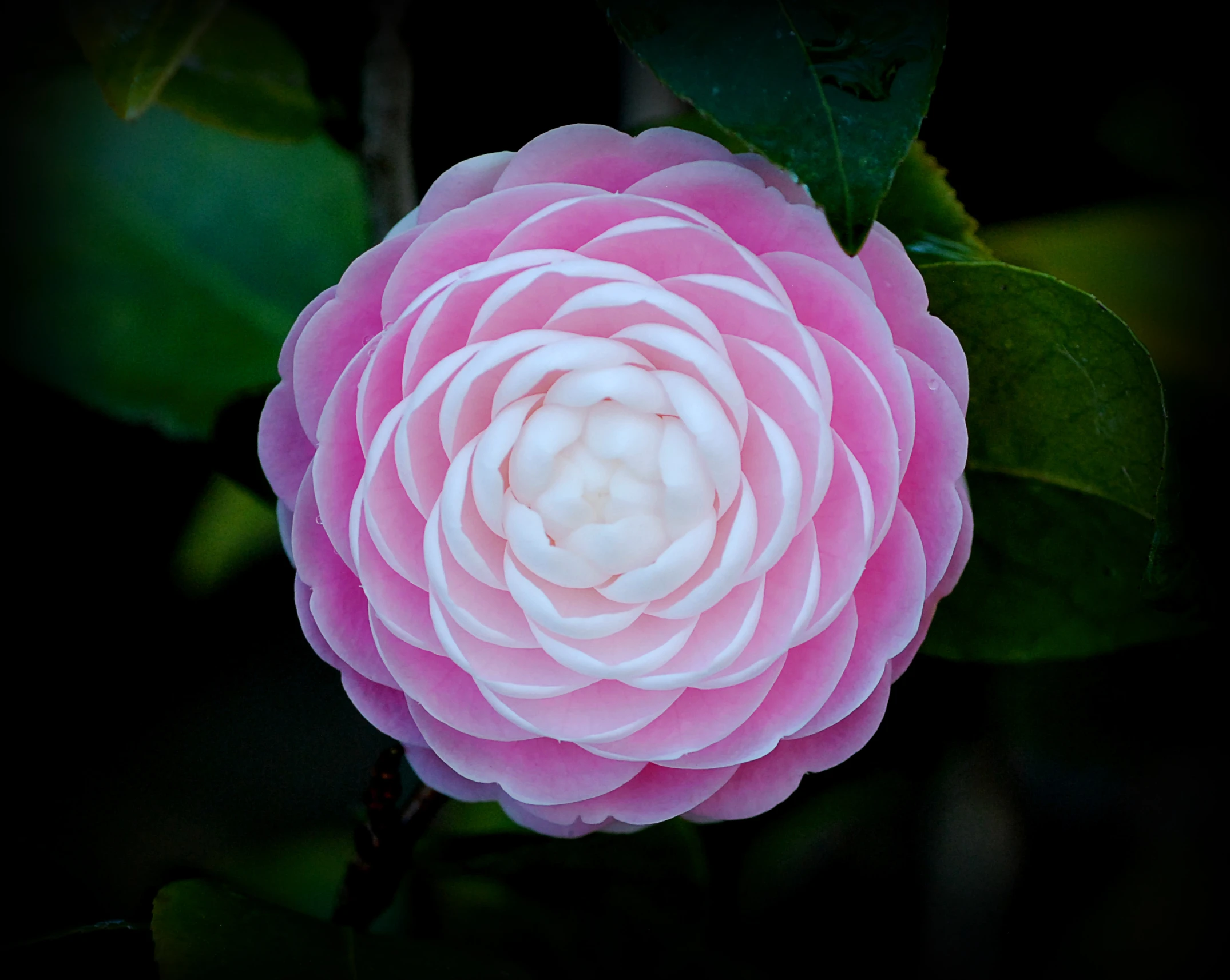 a pink flower sitting on top of green leaves