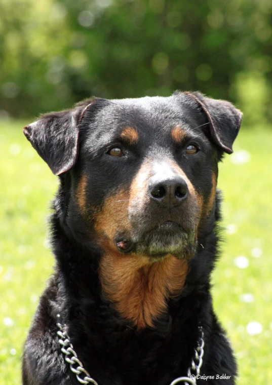 a brown black and orange dog in grass