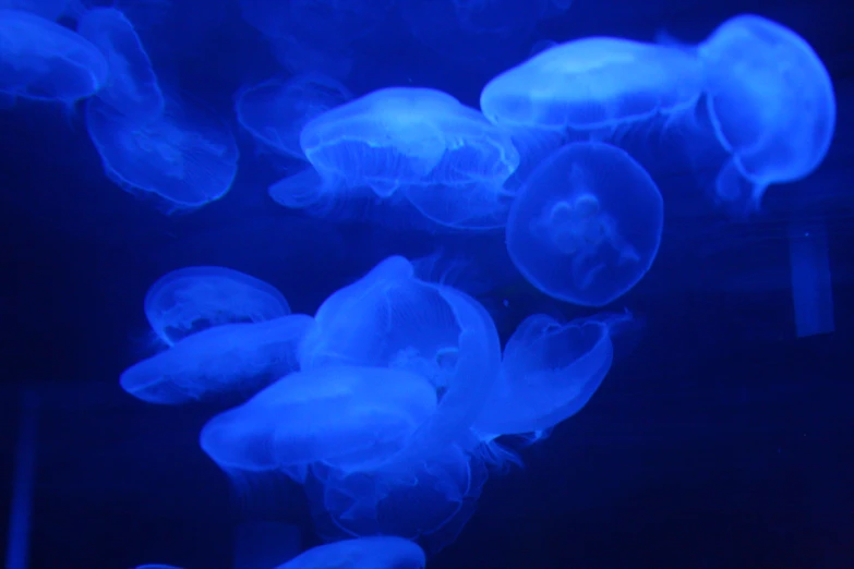 a group of jelly fish in water at night