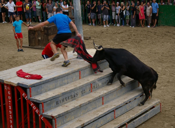 a cow jumping over the edge of a stairway and the guy gets thrown