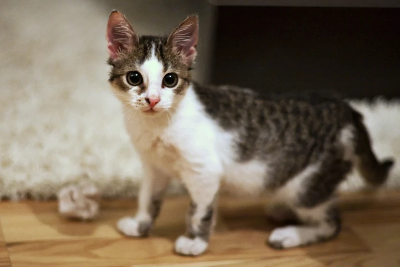 the kitten is standing alone by some fur