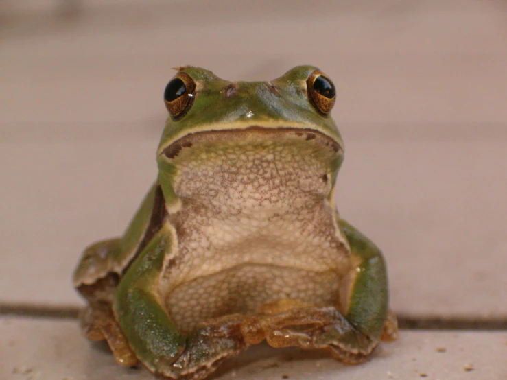 a close up of a small frog looking around