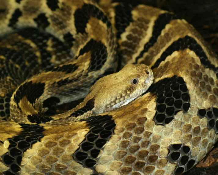 a close up view of a snake