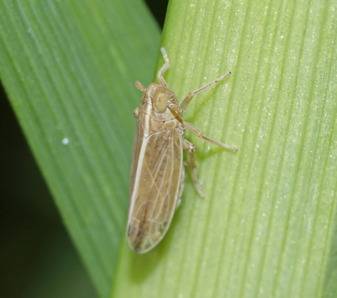 a bug sits on top of a plant stem