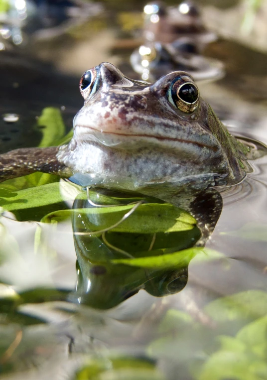 a toad sitting in the water with his eyes open