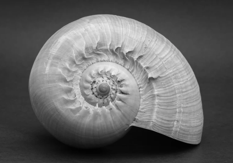 an image of a close up of a sea shell