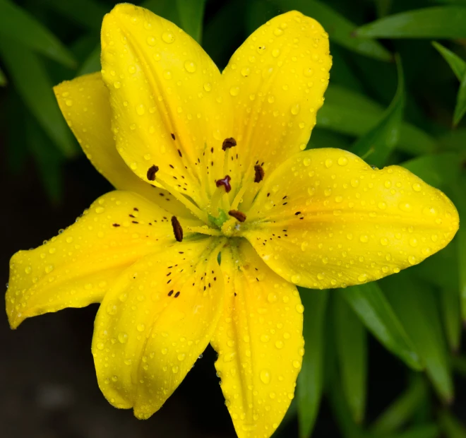 a flower is blooming very close to the camera