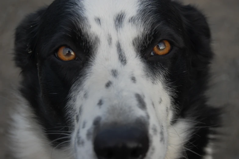 close up of dog's face and white fur