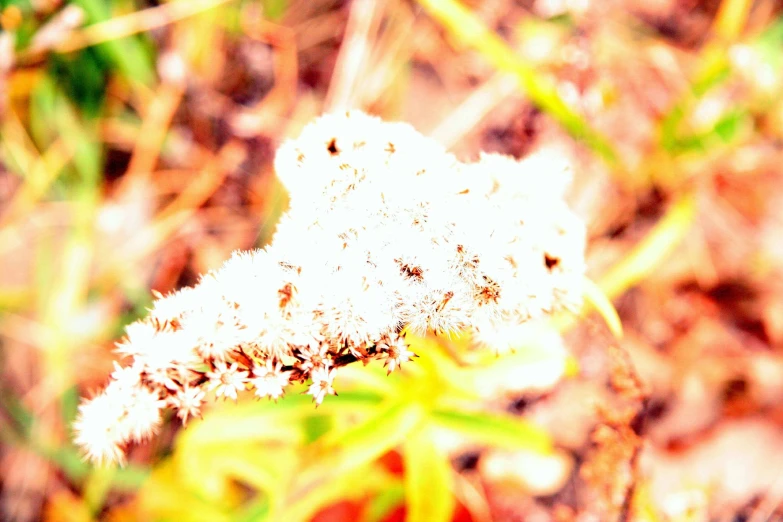 a bunch of small white flowers are on a stalk