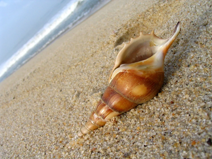 a sea shell is seen on the sand at the beach
