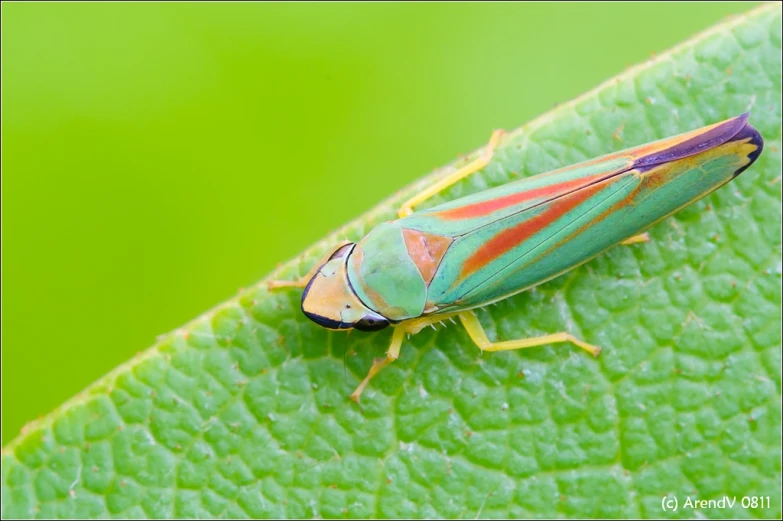 a grasshopper bug with colorful stripes on a green leaf