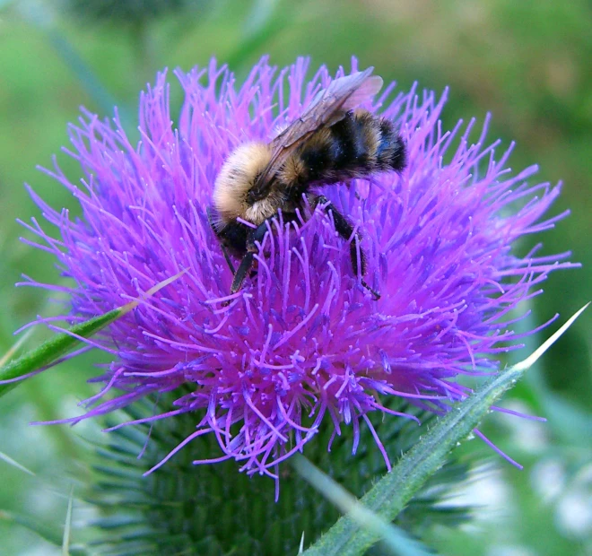 a bee is standing on a flower with green leaves