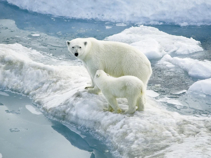 two polar bears that are standing on the ice