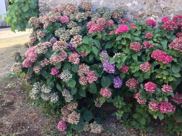 many colorful flowers grow beside the wall of a house