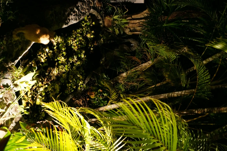 sunlight shines through the leaves of a tree in the jungle