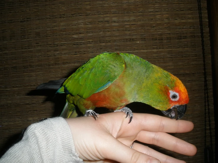 a bird is sitting on top of a persons hand