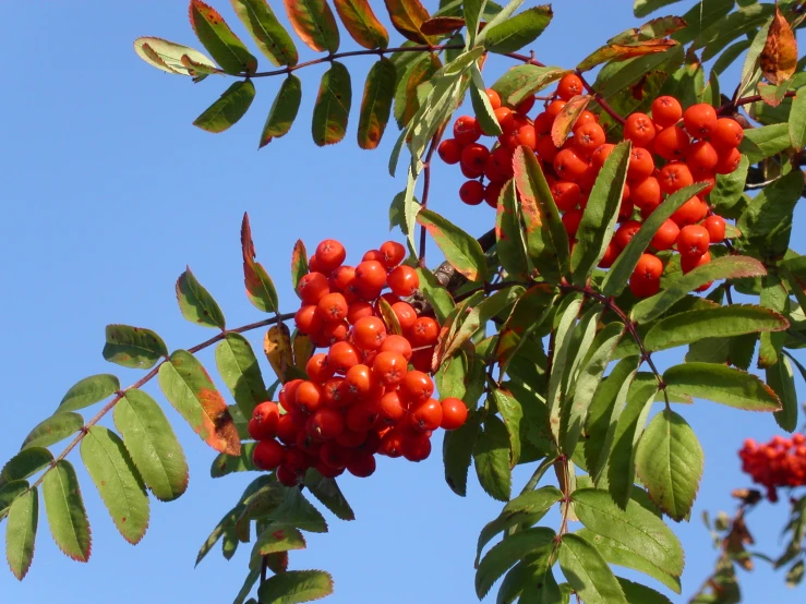 berries are on a nch with leaves on the other side