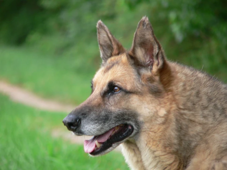 a brown dog with his mouth open sitting in a field