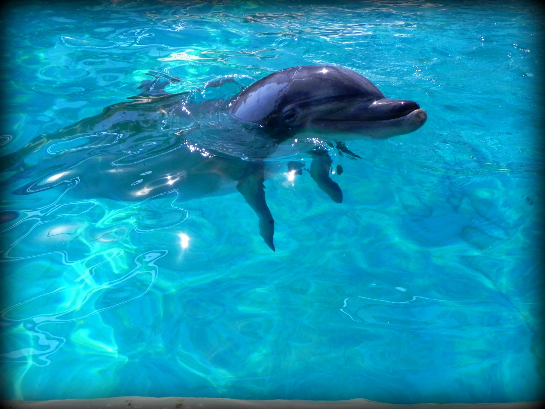 a dolphin swimming in the water of a pool