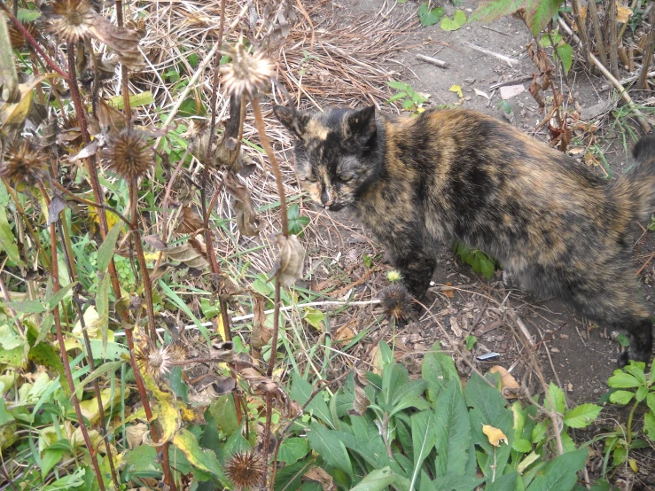 a cat in some weeds and dirt and grass