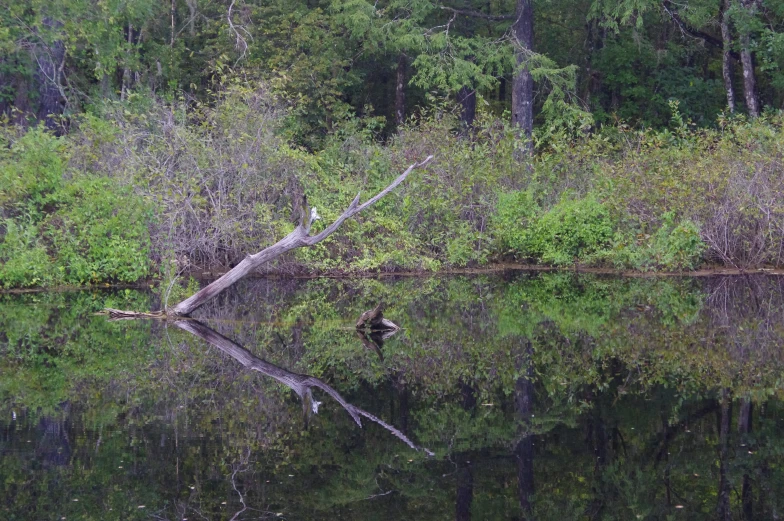 a swampy area with trees, water and dead tree limbs