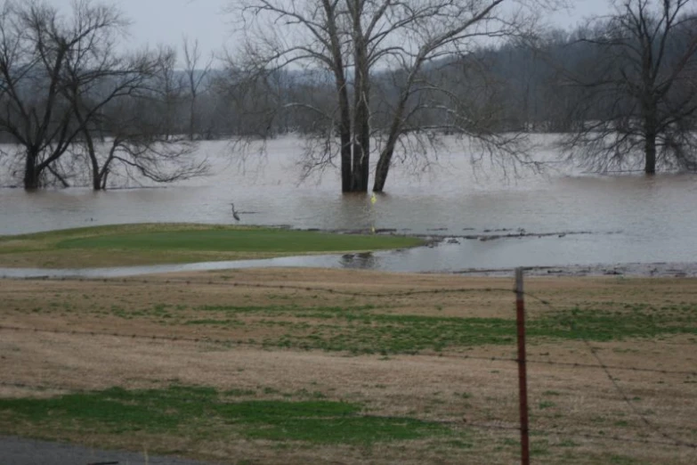 a flooded field with lots of trees and water