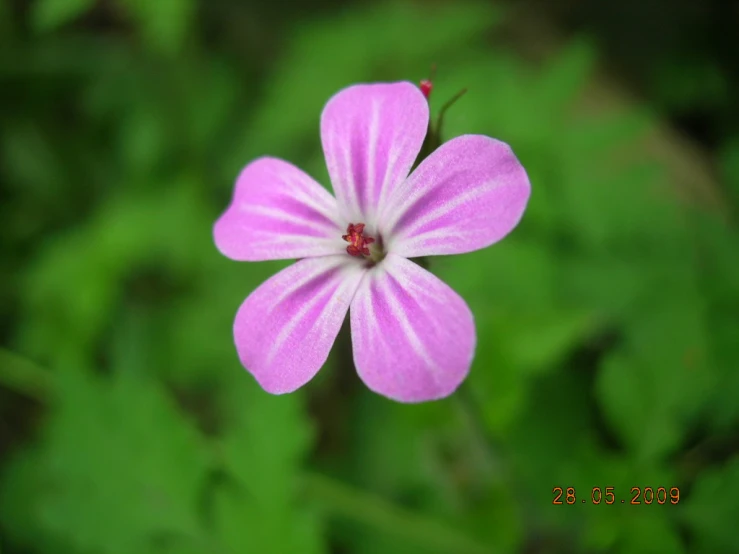 pink flower with green leaves behind it