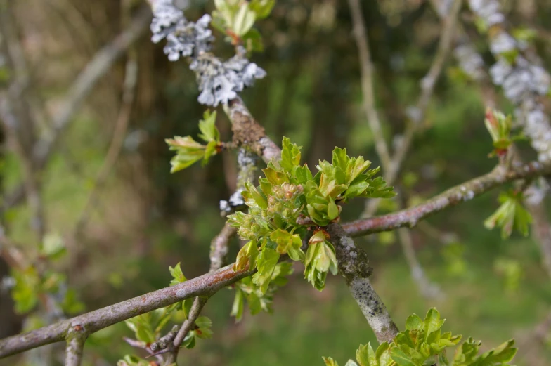 small green leaves on an uncut tree in the forest