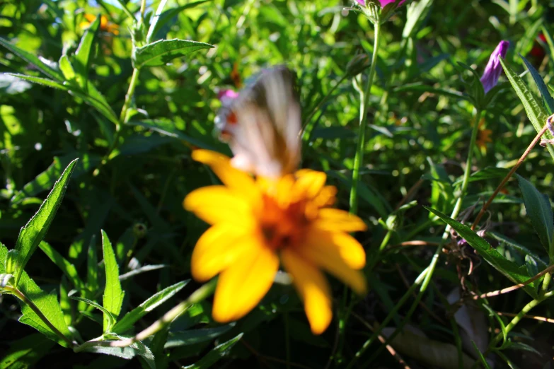 a yellow flower with a white erfly on it