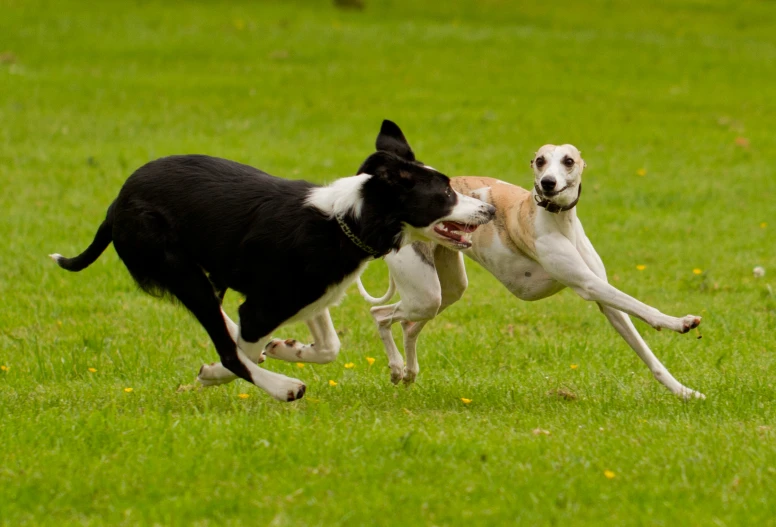 a couple of dogs playing in a field