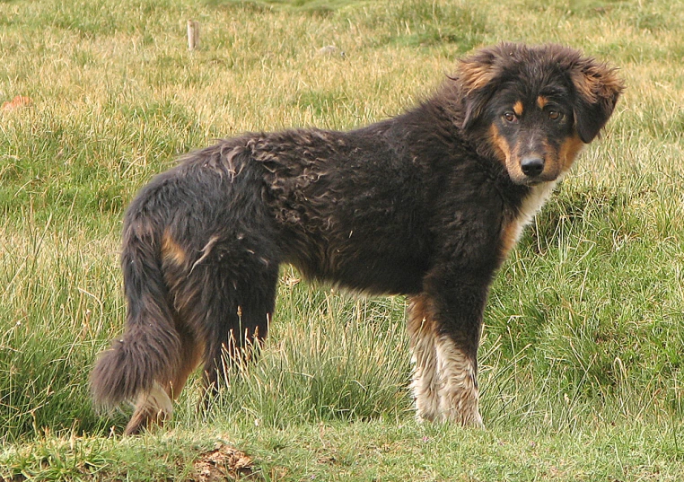 a dog standing in a field with long, hair
