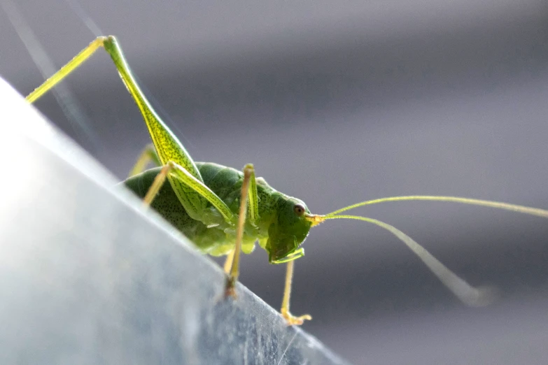 a green insect standing up on its side